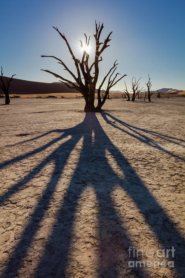 Tree Shadow Photograph by Inge Johnsson