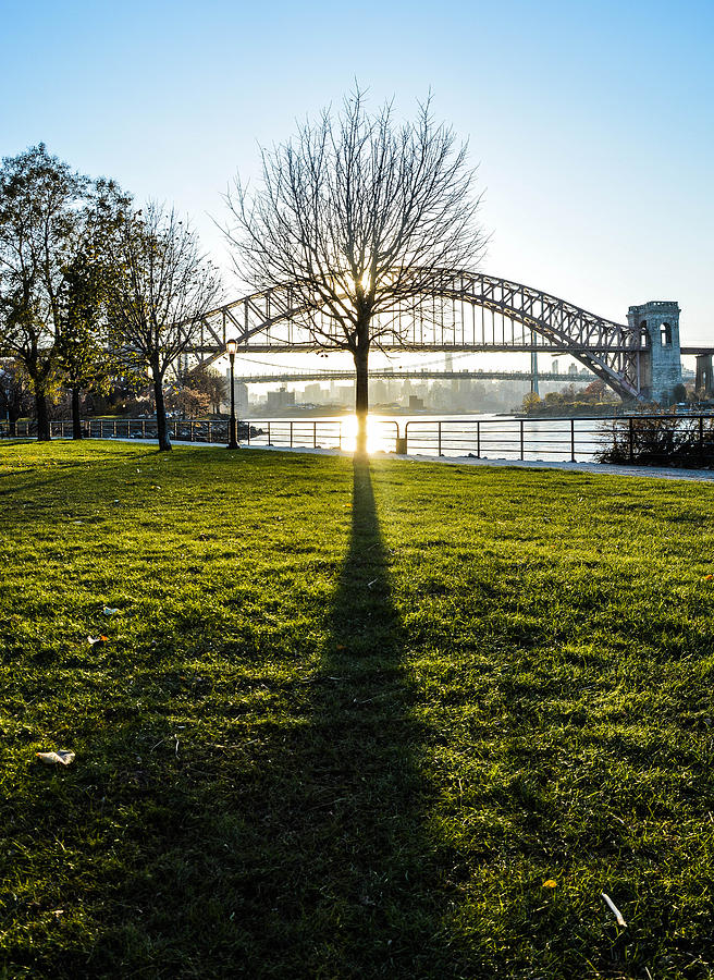 New York City Photograph - Tree Shadow by Micha Dziekonski