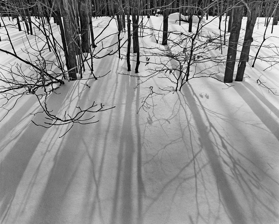 Tree Shadows in Snow Photograph by John Gilroy