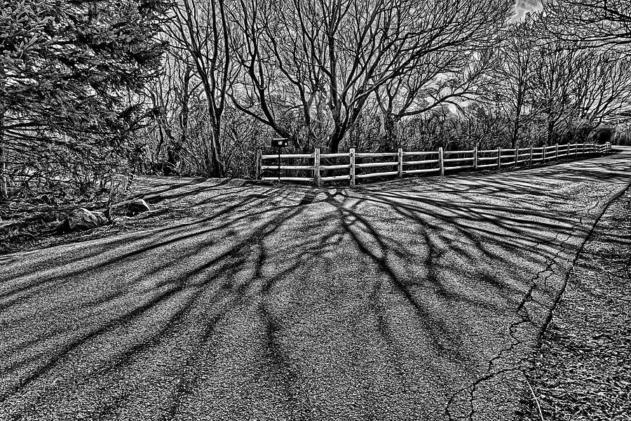 Tree Shadows Photograph by Lilia S