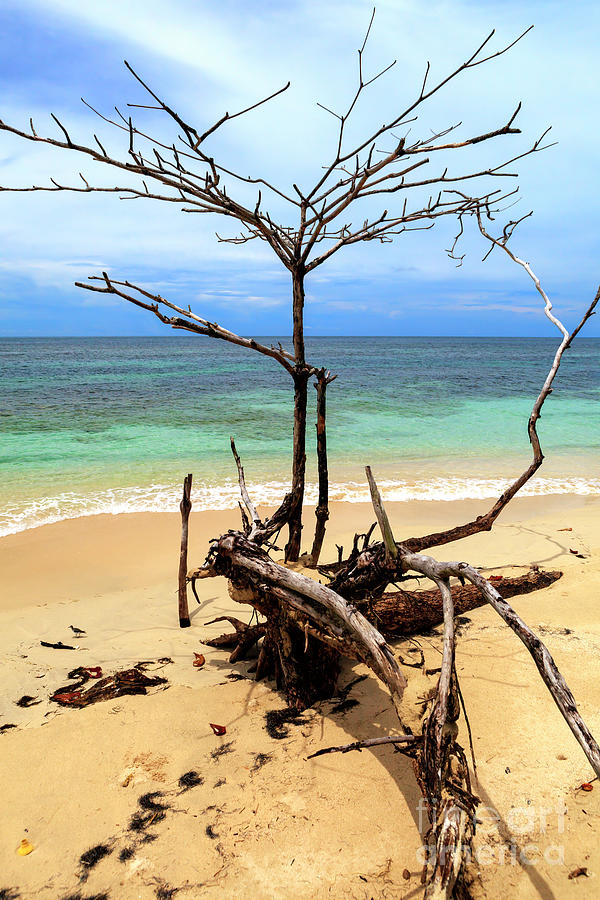 Tree Shapes at Isla Zapatillas Panama Photograph by John Rizzuto