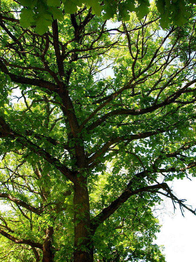 Tree Photograph by Sherri Williams - Fine Art America