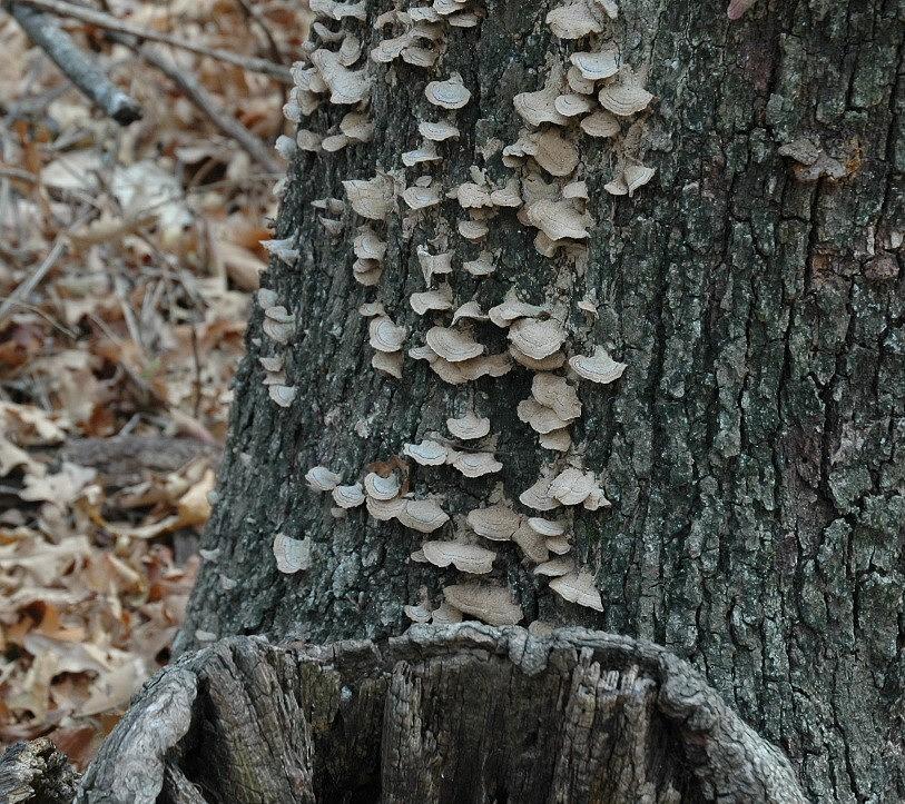 Tree Shrooms Photograph by Pamela Noyes - Fine Art America