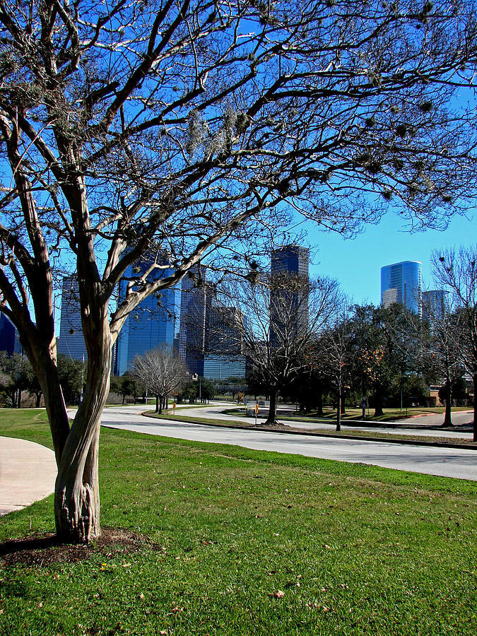 Tree Side View of the City Photograph by Jean Edwards Tree Side View of the City Photograph by Jean Edwards