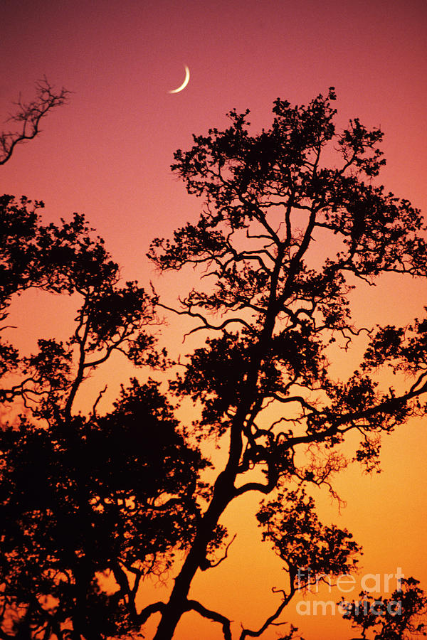 Tree Silhouette Photograph by Allan Seiden - Printscapes