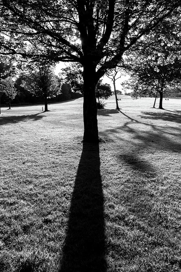 Tree silhouette and shadow in black and white Photograph by Iordanis Pallikaras