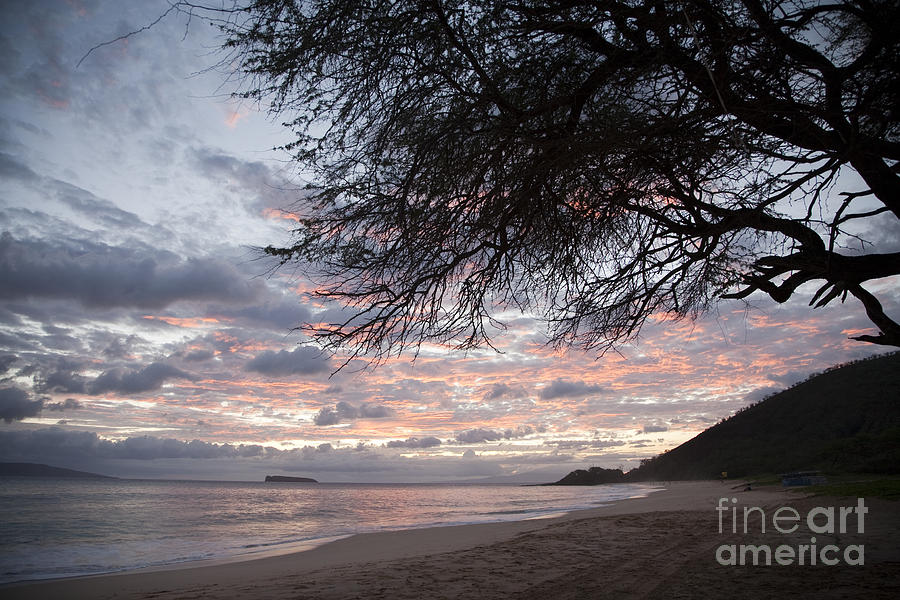Tree Silhouette at Makena Photograph by Peter French - Printscapes