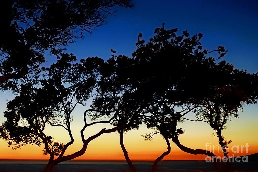 Tree Silhouette at Twilight Photograph by Beth Myer Photography