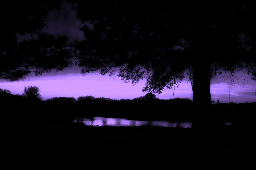 Tree Silhouette By The Pond Purple Photograph by Thomas Woolworth