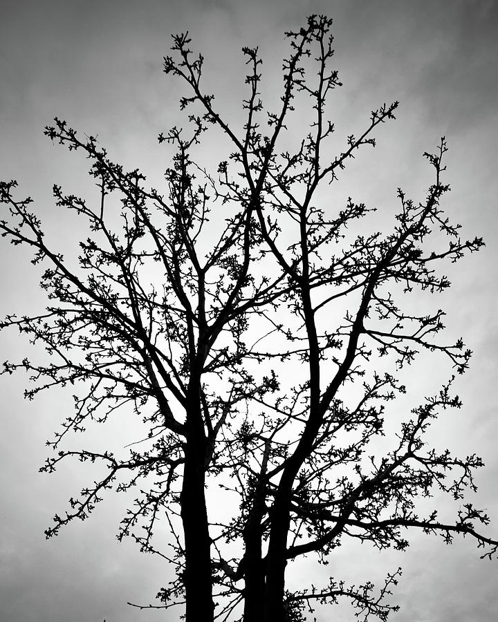 Tree Silhouette Photograph by Donald Woelz | Fine Art America