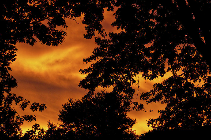 Tree Silhouette During Orange Sunset Photograph by Thomas Woolworth