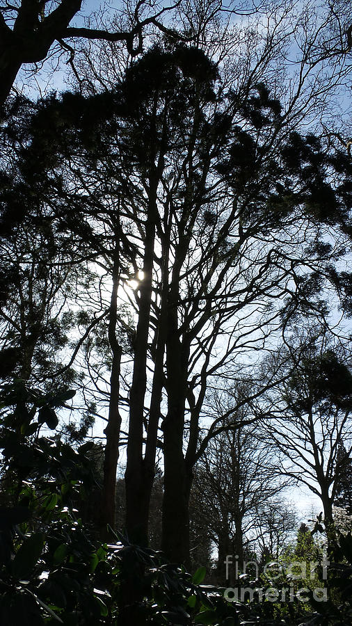 Tree silhouette  Photograph by Francesca Mackenney