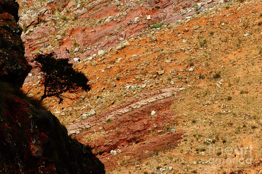 Tree Silhouette in a Colourful Canyon Photograph by James Brunker