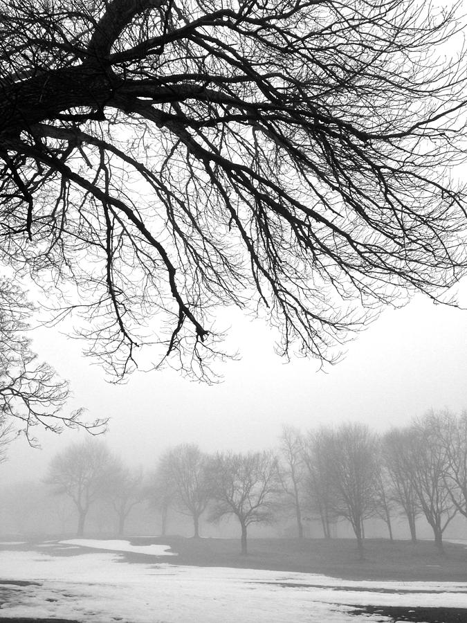 Tree Silhouette in Fog Photograph by Polly Castor