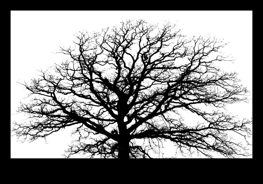 Tree Silhouette Photograph by Inspired Arts