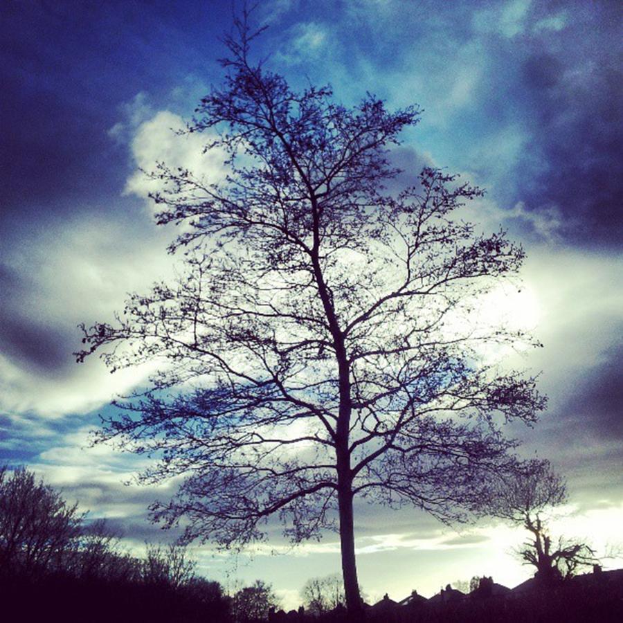 Sky Photograph - Tree Silhouette. #instagood #instawild by Jennie Davies