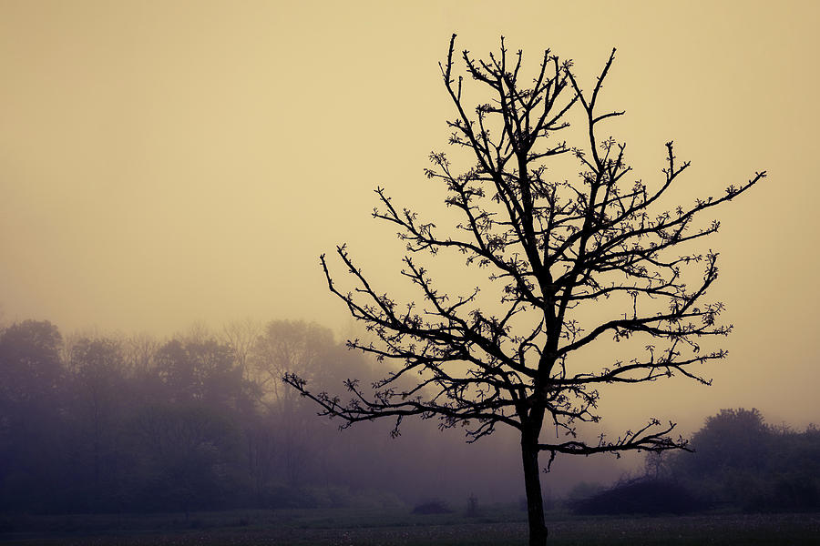 Tree Silhouette on a Foggy Morn Photograph by Tom Mc Nemar