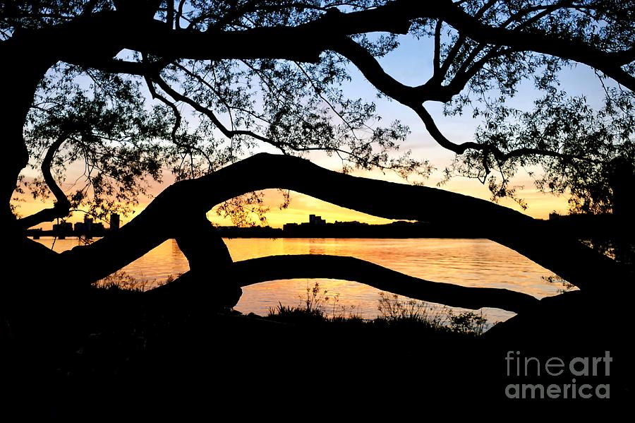 Tree Silhouette on the Charles Photograph by Beth Myer Photography