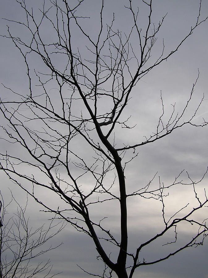 Nature Photograph - Tree Silhouette  by Richard Mitchell