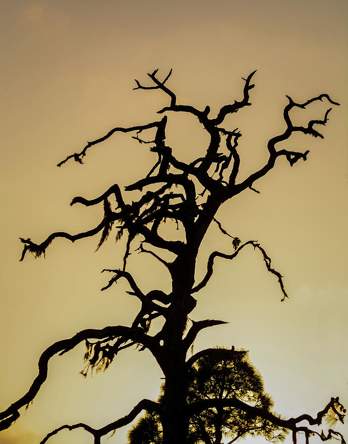 Tree Silhouette Photograph by Robert Mitchell