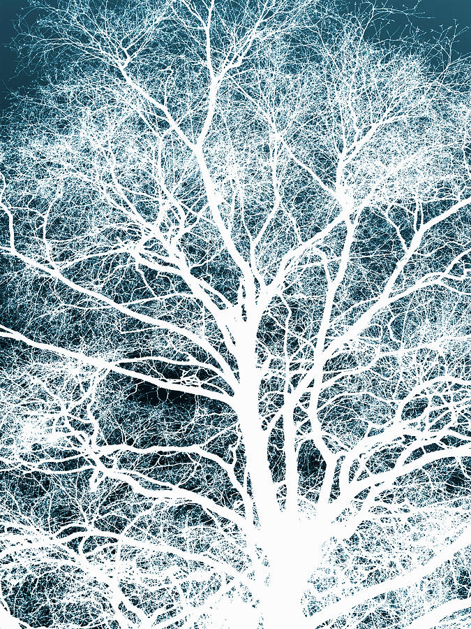 Tree silhouette Digital Art by Steve Ball