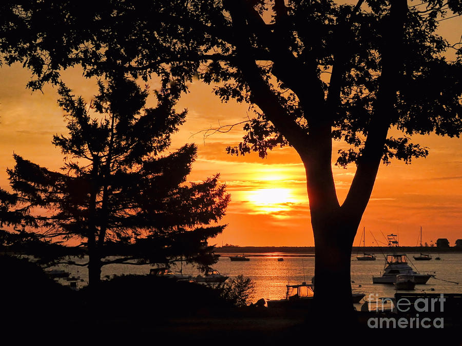 Tree Silhouette Sunrise  Photograph by Janice Drew