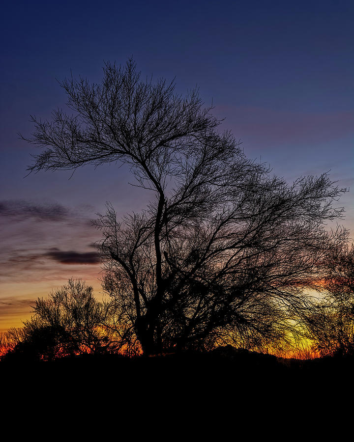 Nature Photograph - Tree Silhouette Sunset v28 by Mark Myhaver