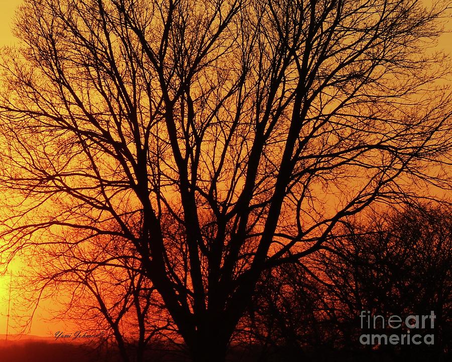 Tree silhouette Photograph by Yumi Johnson