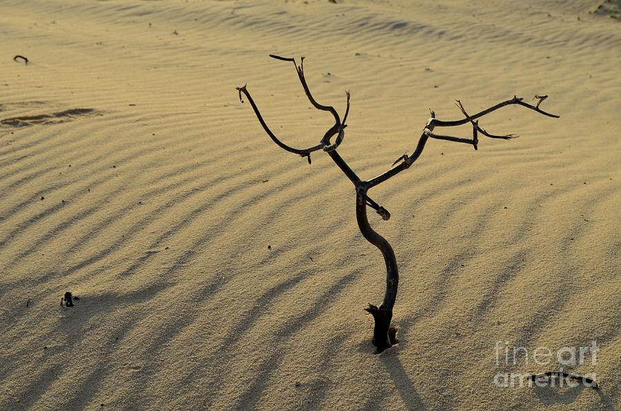 Tree Silhouetted in the Sand Patterns in Aruba Photograph by DejaVu Designs