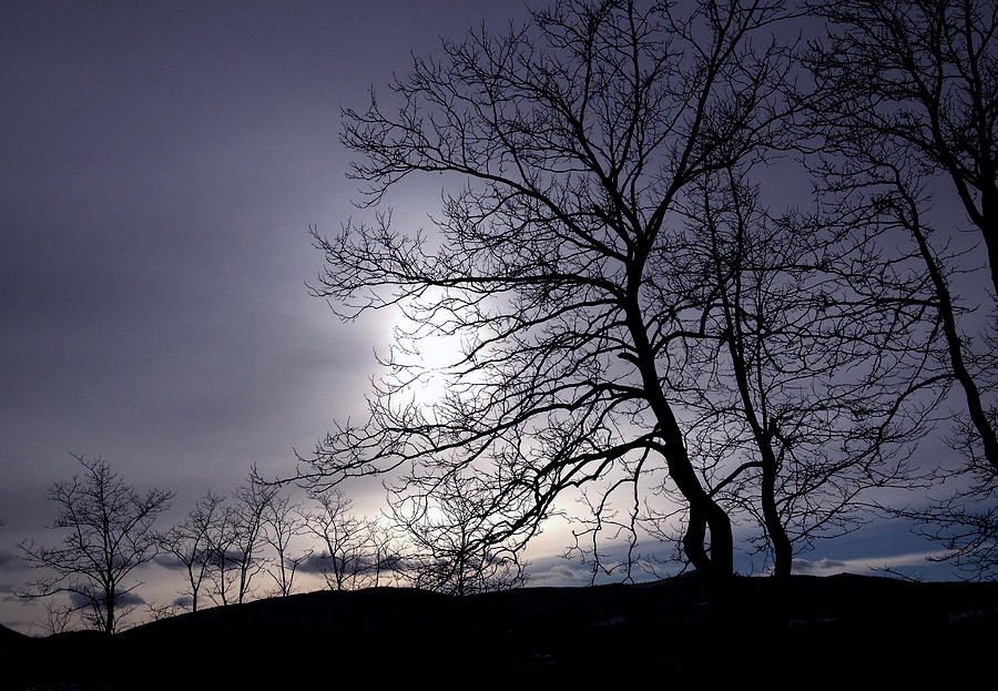Nature Photograph - Tree silhouettes by Damijana Cermelj