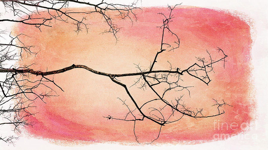 Nature Photograph - tree silhouettes III by Priska Wettstein