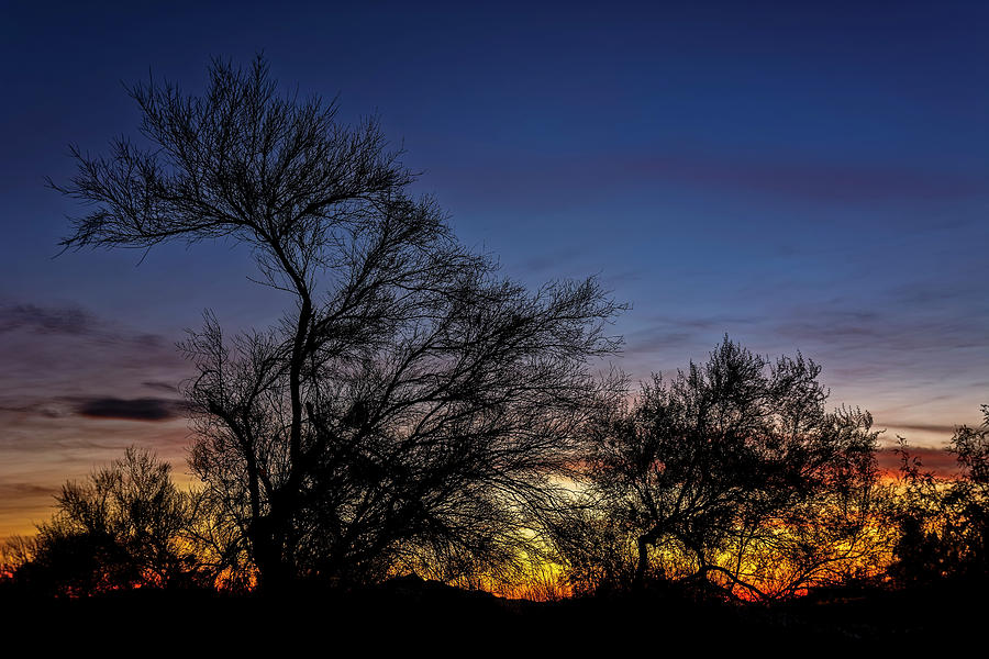 Tucson Photograph - Tree Silhouettes Sunset h15 by Mark Myhaver