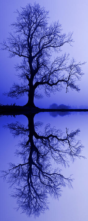 Tree Photograph - Tree Skeleton Reflection by David Pringle Tree Photograph - Tree Skeleton Reflection by David Pringle