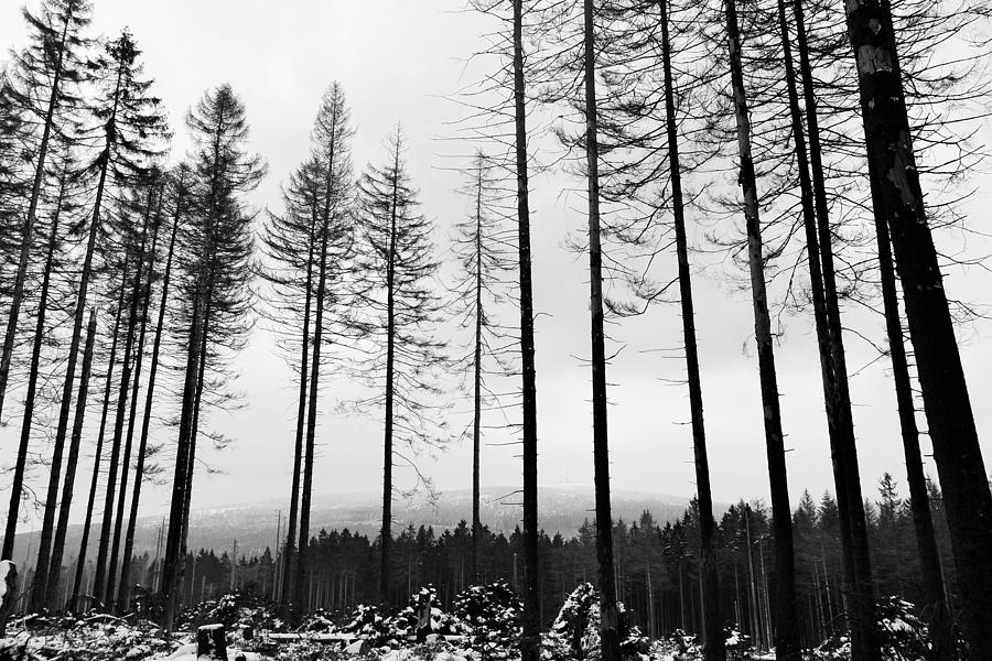 Trees Photograph - Tree Skeletons in Winter by Two Small Potatoes Trees Photograph - Tree Skeletons in Winter by Two Small Potatoes