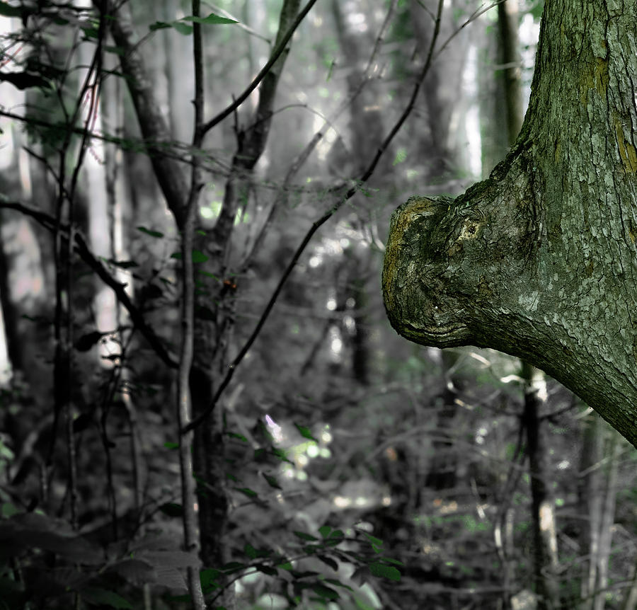 Tree Skorpiovenator  Photograph by Douglas Barnett