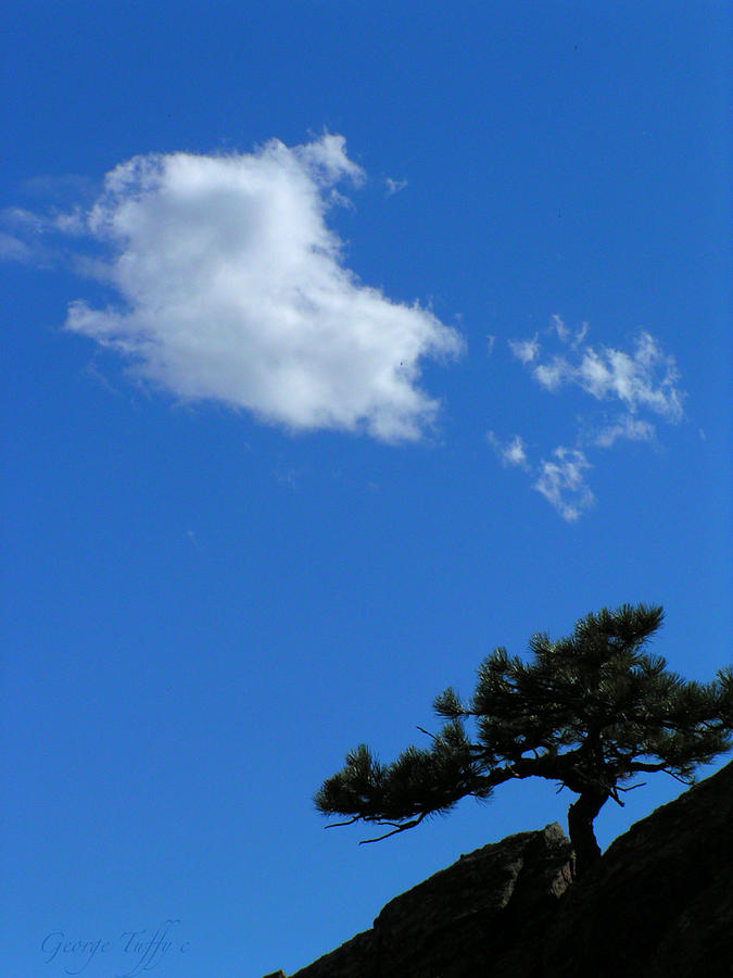 Tree sky cloud Photograph by George Tuffy