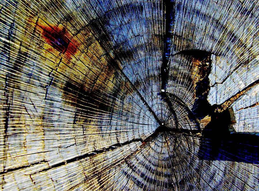 Tree Slab - 5022 Photograph by Paul W Faust - Impressions of Light