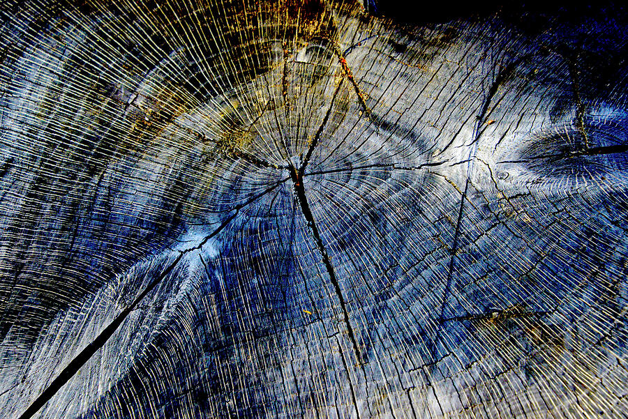 Tree Slab - 5025 Photograph by Paul W Faust - Impressions of Light