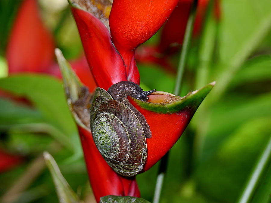 Tree Snail drinking from False Bird of Paradise Plant Photograph by Richard Reeve