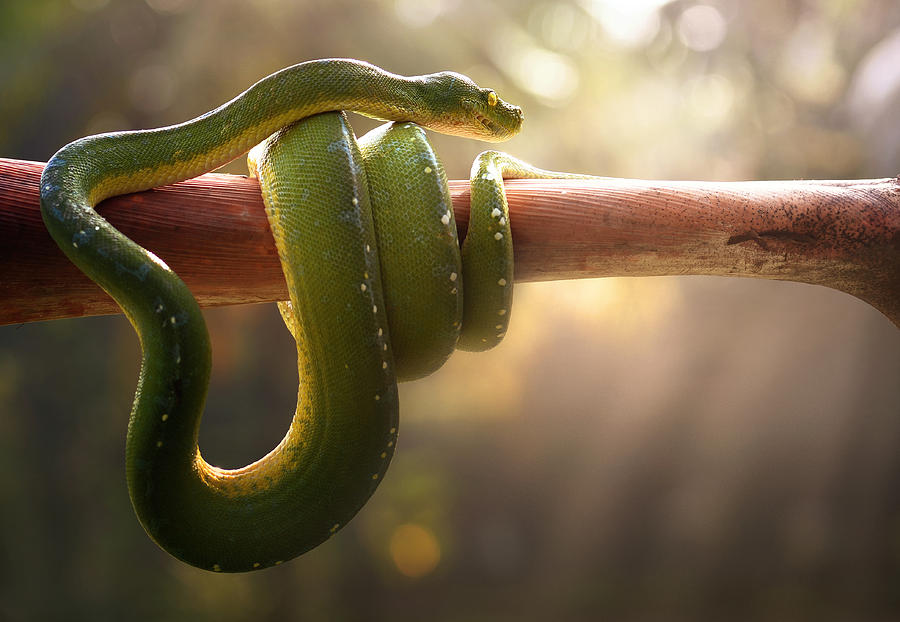 Snake Photograph - Tree Snake by Fahmi Bhs