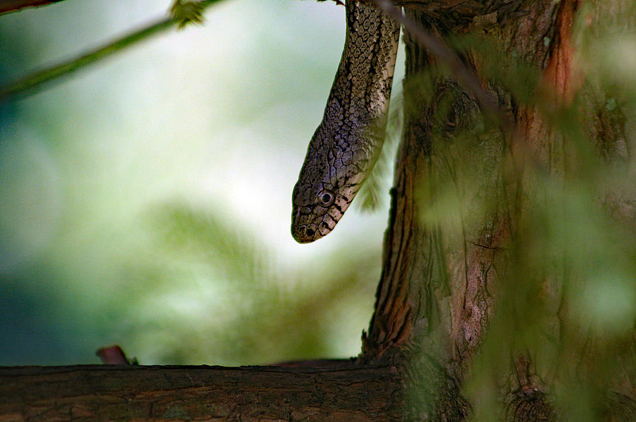 Tree Snake In Bald Cypress Photograph by DB Hayes