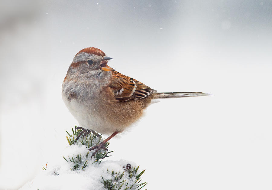 Tree Sparrow Calling Photograph by Jim Zablotny