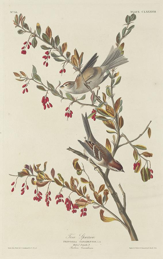 John James Audubon Drawing - Tree Sparrow by Dreyer Wildlife Print Collections 