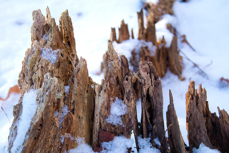 Nature Photograph - Tree Spikes by Noah Bryant