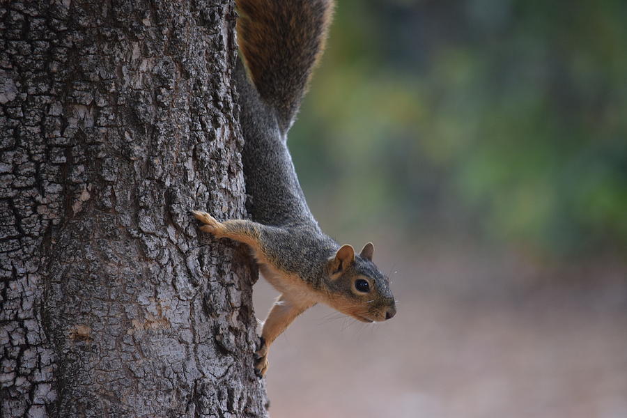 Tree Squirrel Photograph by Eric Johansen