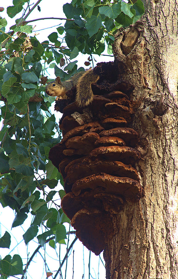 Tree Squirrel Photograph by Viktor Savchenko