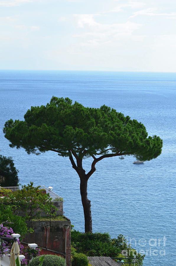 Tree Standing On the Sea Cliffs Over Positano Photograph by DejaVu Designs