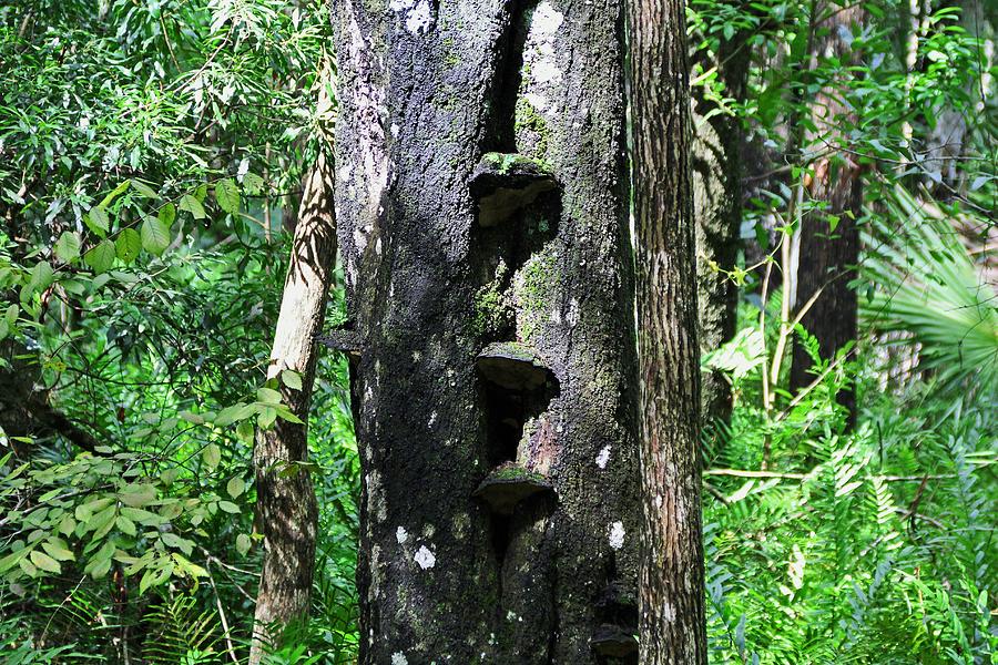 Tree Steps Photograph by Michiale Schneider