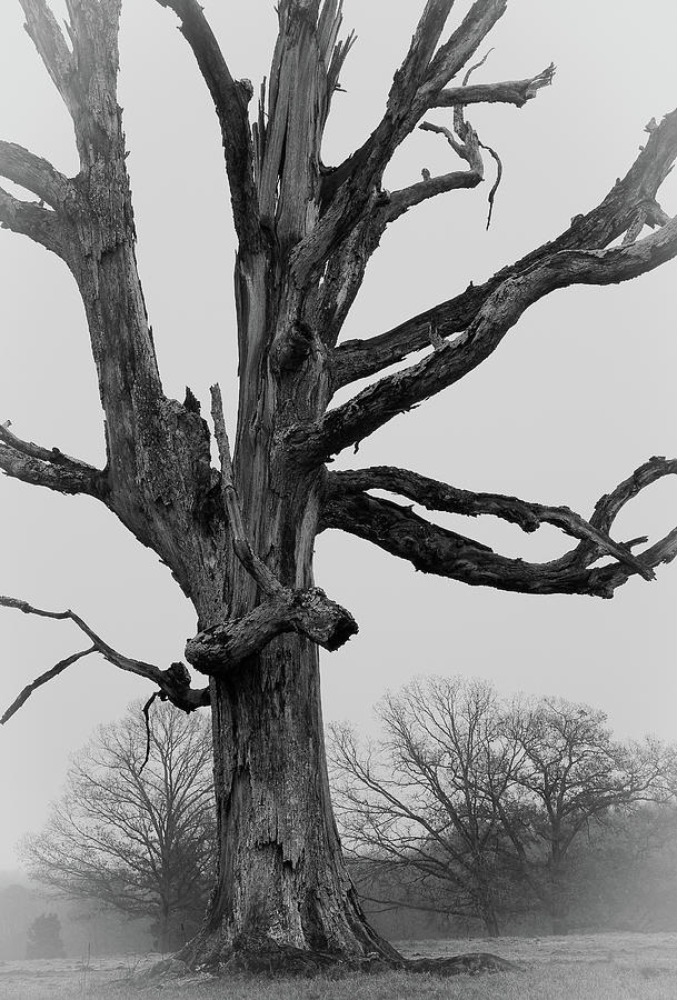 Tree Study Photograph by David Waldrop