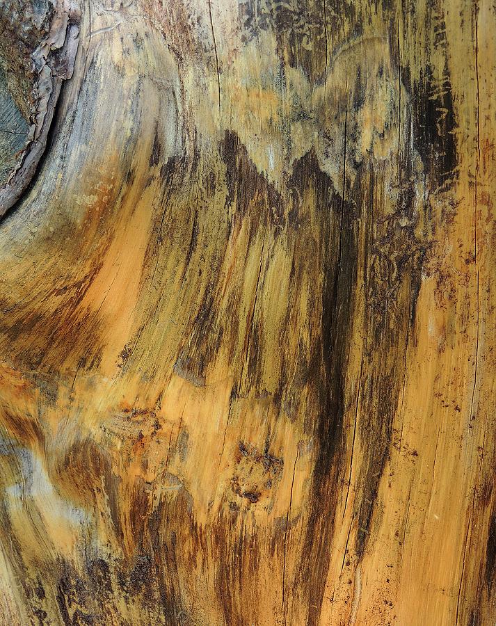 Tree stump abstract 1 Photograph by Denise Clark